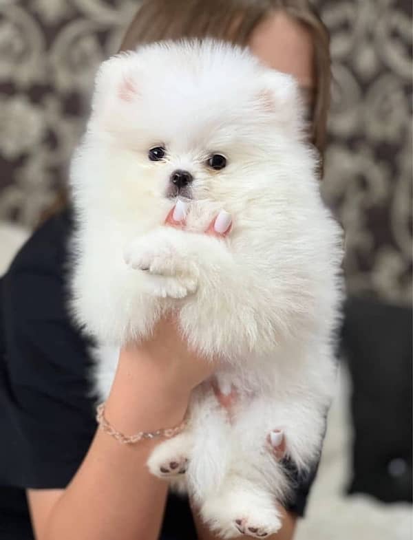 Pomeranian puppies available for booking 2