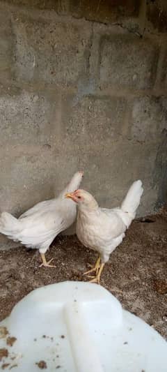 Pepar white desi murgi for sell: 0312-2449526.