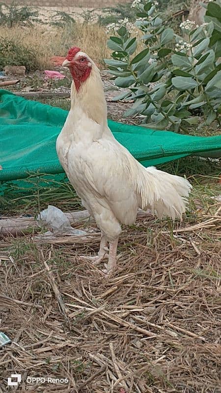 HEERA MALE FOR SALE 0