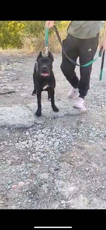 Cane corso male available for booking 0