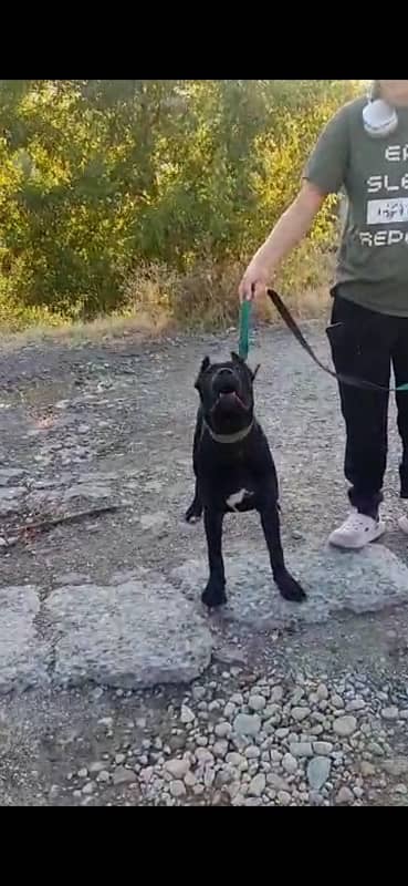 Cane corso male available for booking 3