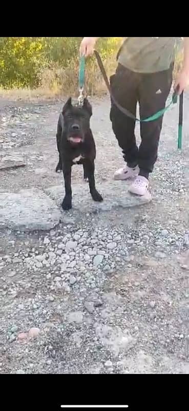 Cane corso male available for booking 4