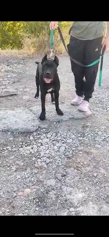 Cane corso male available for booking 5