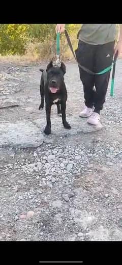 Cane corso Male ready to import