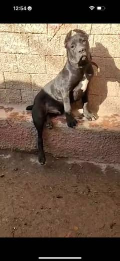 Cane corso Male ready to import