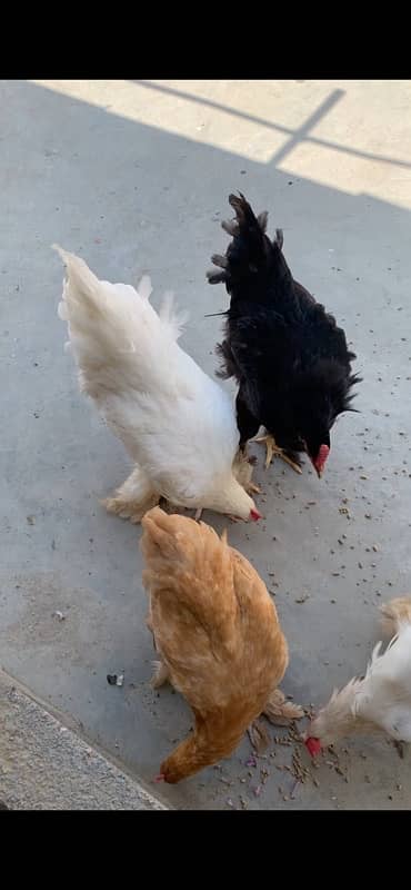 Heavy Cochin/Heavy Buff Chickens 1