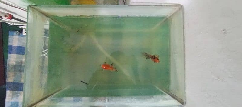 Fish Aquarium only 1