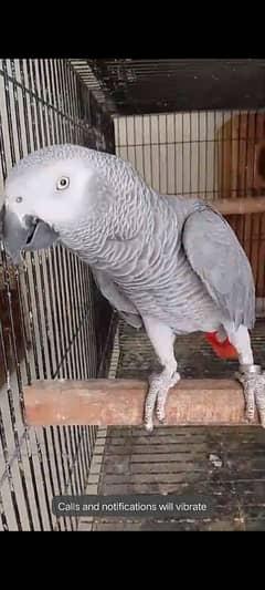 African grey blue pair