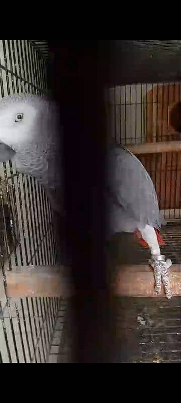 African grey blue pair 1