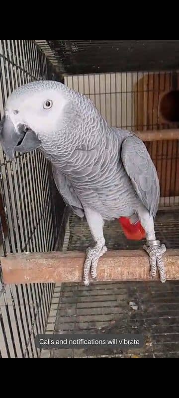 African grey blue pair 2