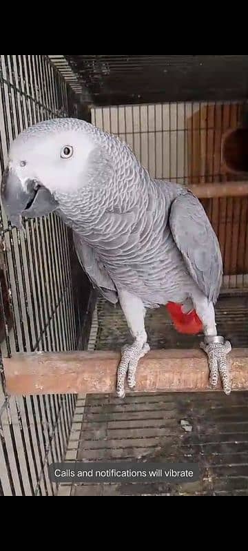 African grey blue pair 3