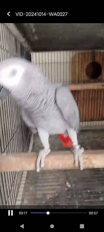 African grey blue pair 4