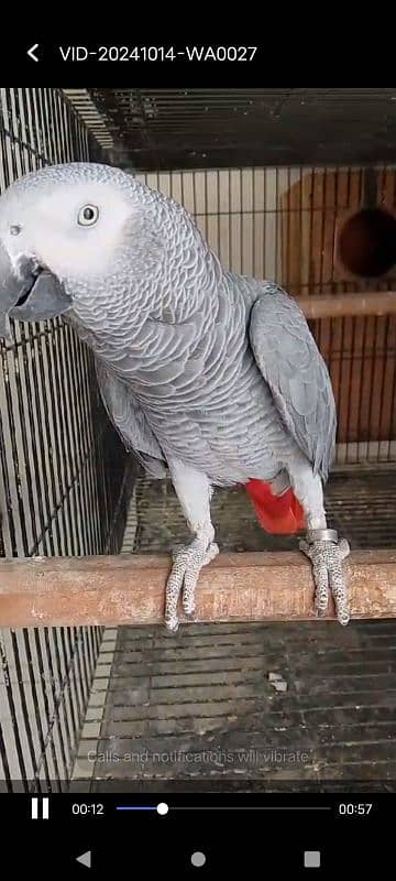 African grey blue pair 5