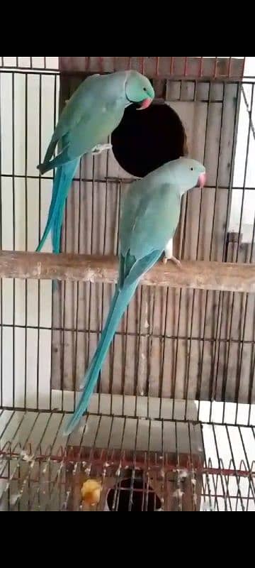 African grey blue pair 6