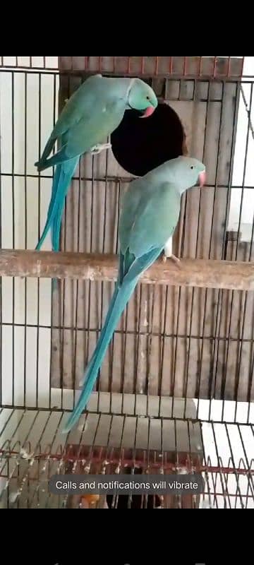 African grey blue pair 7