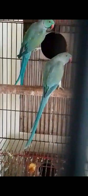 African grey blue pair 8