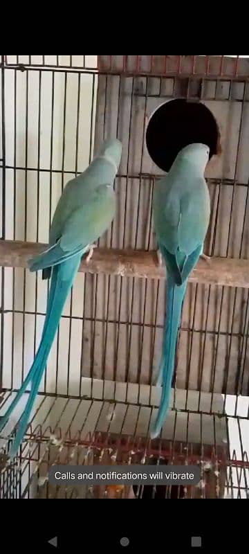 African grey blue pair 9