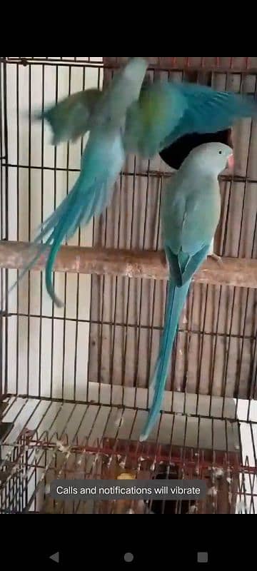 African grey blue pair 10