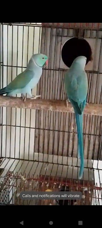 African grey blue pair 12