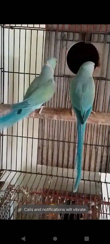 African grey blue pair 13