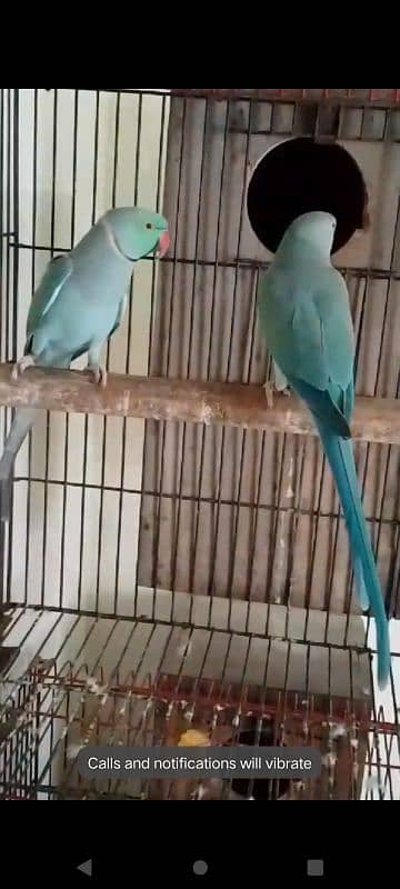 African grey blue pair 14