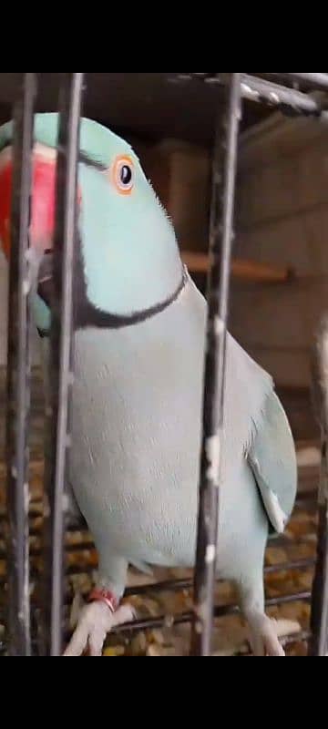 African grey blue pair 17