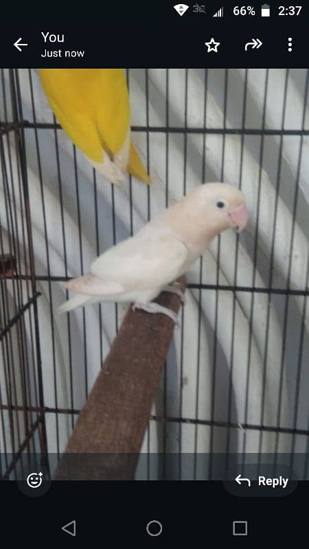 albino split female lutino pasnata split red eye 6