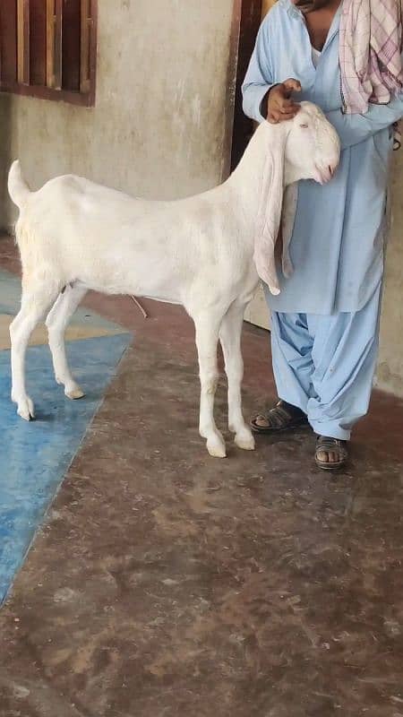 Puri Gulabi Ready to Breed. 2