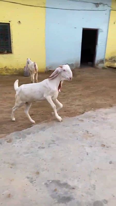 Puri Gulabi Ready to Breed. 3