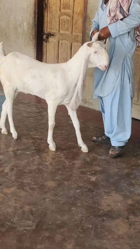 Puri Gulabi Ready to Breed. 5