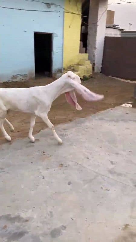 Puri Gulabi Ready to Breed. 6