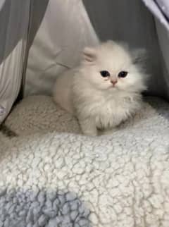 white persian male kitten playful