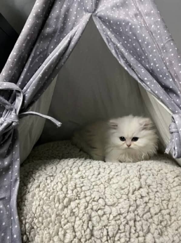 white persian male kitten 2