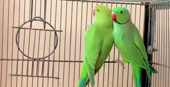 ringneck breeder pair