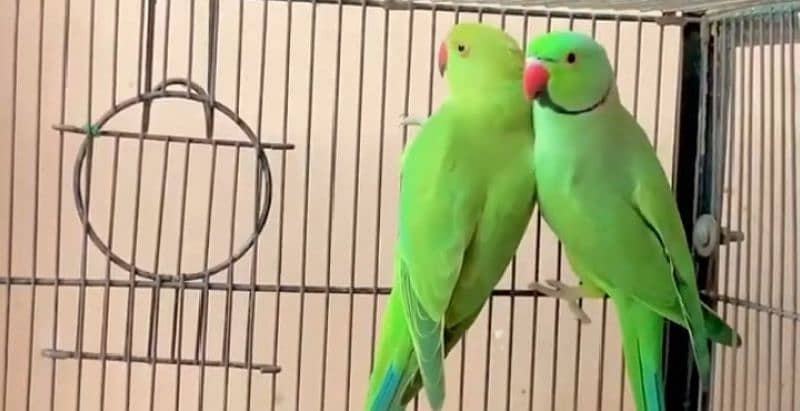 ringneck breeder pair 0