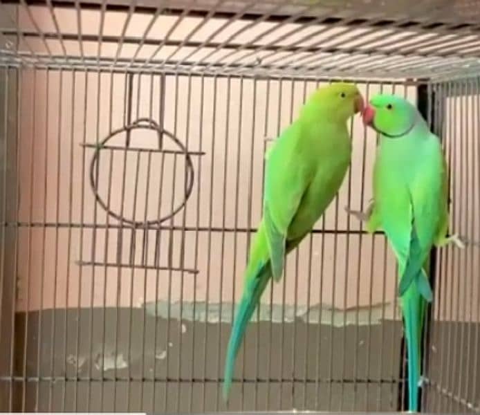 ringneck breeder pair 1