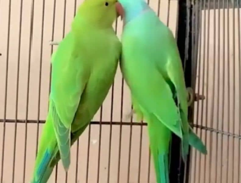 ringneck breeder pair 2