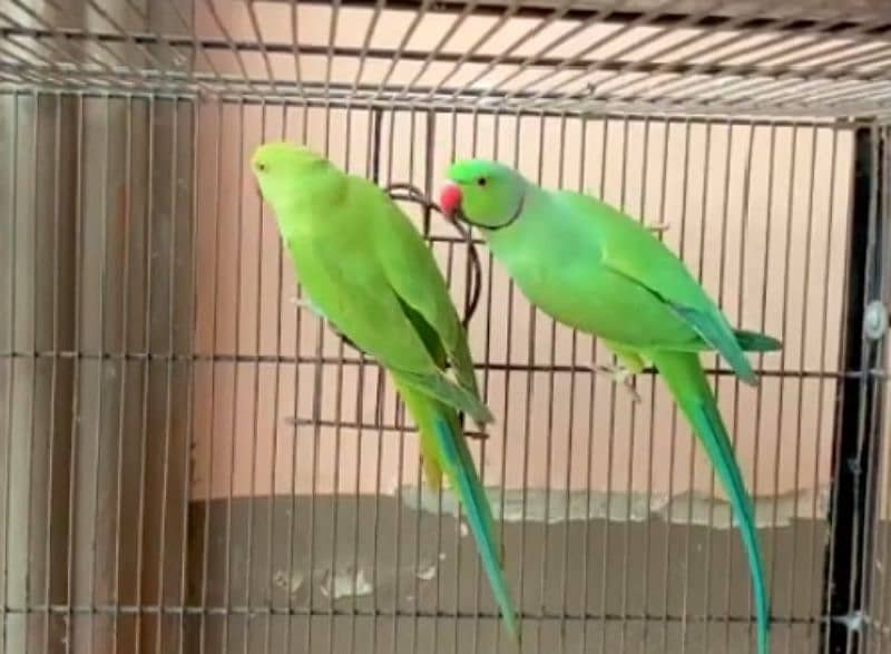 ringneck breeder pair 3