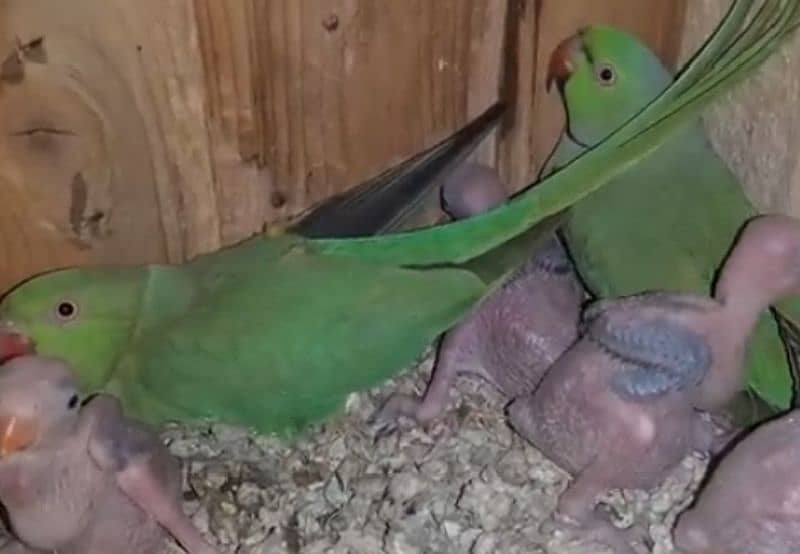 ringneck breeder pair 4