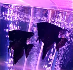 BlaCk ANgLe FisH