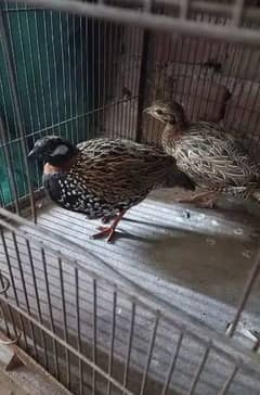 kala titor jora for sale. confirm breedar pair