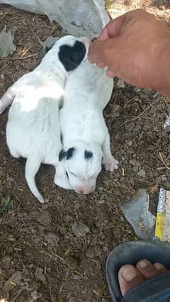 gultair puppies available