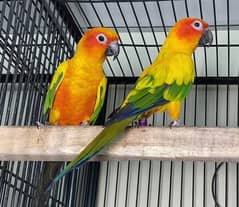 Sun conure breeder pair and yellow