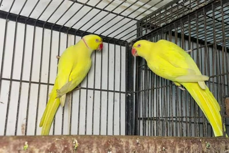 Sun conure breeder pair and yellow 1