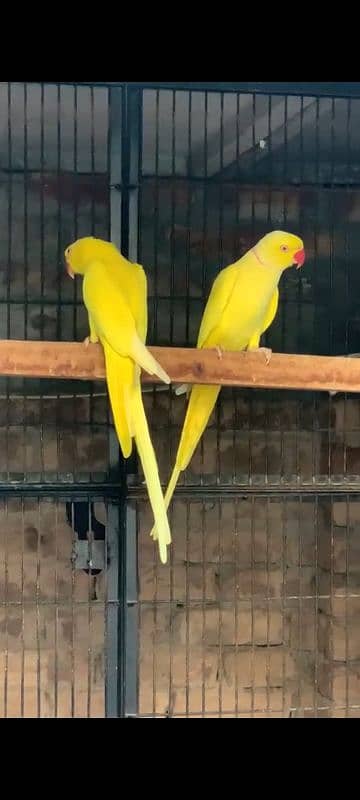 Sun conure breeder pair and yellow 2