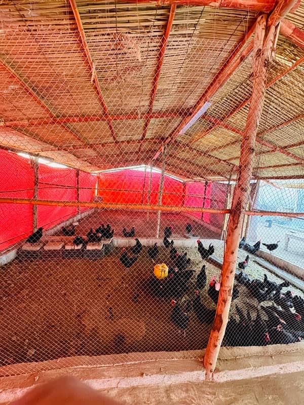 Poultry Shade For Sale 2