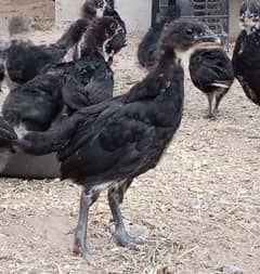 Australorp - 6 weeks old