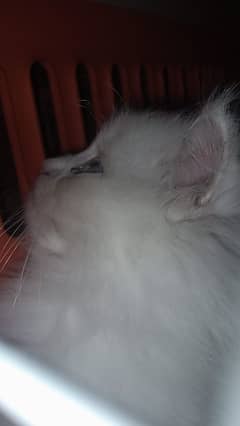 female and male white Persian kittens are for sale