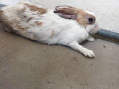 Rabbit female RS. 1550 (03294299399) 0