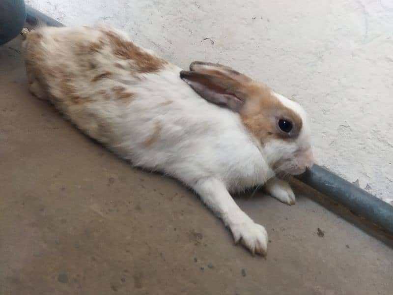 Rabbit female RS. 1550 (03294299399) 1